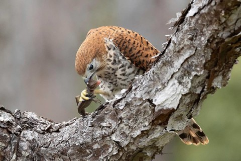 Mauritius Kestrel (Falco punctatus) with lizard prey, Mauritius