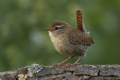 Eurasian Wren (Troglodytes troglodytes), Rhineland-Palatinate, Germany