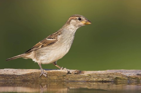 House Sparrow (Passer domesticus) female, Rhineland-Palatinate, Germany