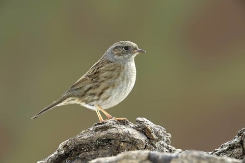 Dunnock (Prunella modularis), North Rhine-Westphalia, Germany
