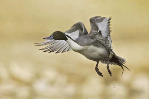 Northern Pintail (Anas acuta) male, Arizona, USA