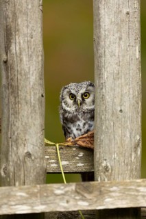 Boreal Owl (Aegolius funereus) captive, Germany