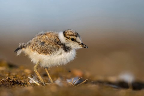 Little Ringed Plover (Charadrius dubius) juvenile, North Rhine-Westphalia, Germany