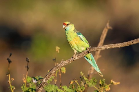 Mallee Ringneck (Barnardius zonarius barnardi), New South Wales, Australia