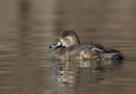 Redhead (Aythya americana) female, Ohio, USA