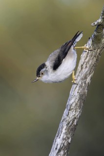 Varied Sittella (Daphoenositta chrysoptera), Victoria, Australia