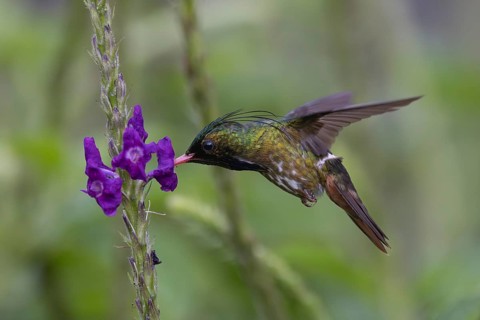 Black-crested Coquette (Lophornis helenae) male flying and feeding at a flower, Costa Rica