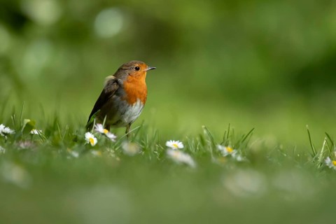 European robin (Erithacus rubecula) adult garden bird on a grass lawn with daisy flowers in spring,