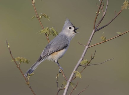 Tufted Titmouse (Baeolophus bicolor) singing, Ohio, USA
