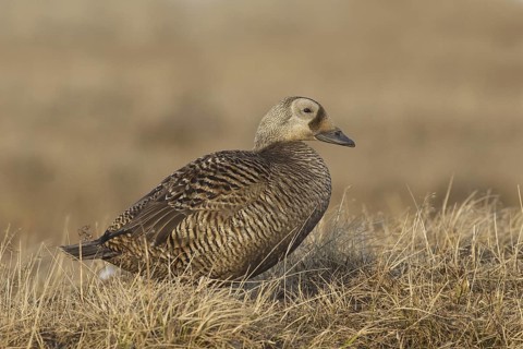 Spectacled Eider (Somateria fischeri) female, Alaska, USA