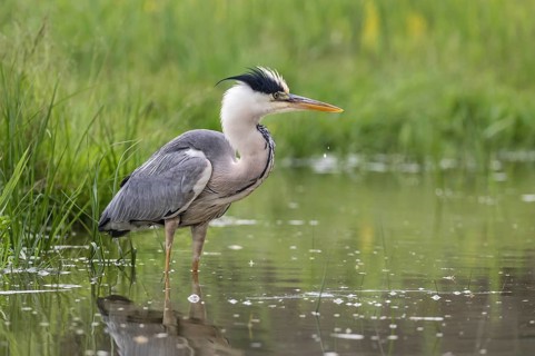 Grey Heron (Ardea cinerea) foraging, Subotica, Serbia