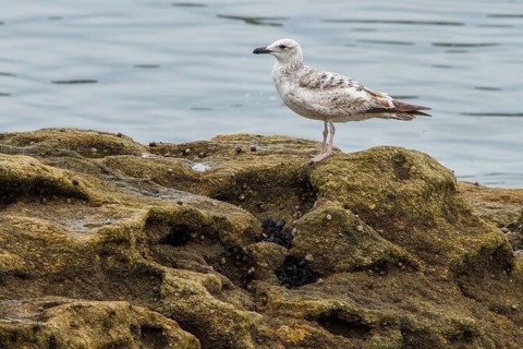 Yellow-legged Gull (Larus michahellis), young on stone shore, Galicia, Spain