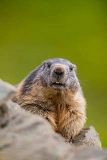 Alpine marmot (Marmota marmota) in autumn, Grossglockner, High Tauern National Park, Austria