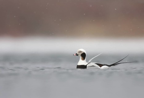 Long-tailed Duck (Clangula hyemalis) male, Ontario, Canada