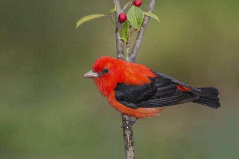 Scarlet Tanager (Piranga olivacea) male perched on a branch, Texas, USA