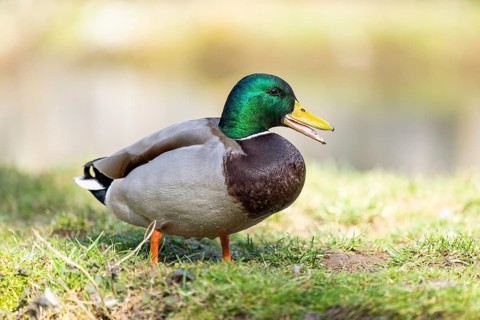 Mallard (Anas platyrhynchos) male on a lake, Bavaria, Germany