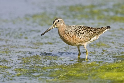 Short-billed Dowitcher (Limnodromus griseus), California, USA