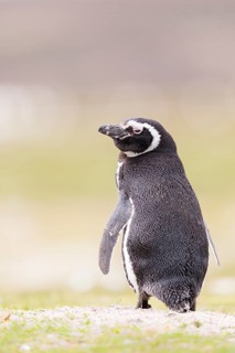 Magellanic Penguin (Spheniscus magellanicus), Falkland Islands