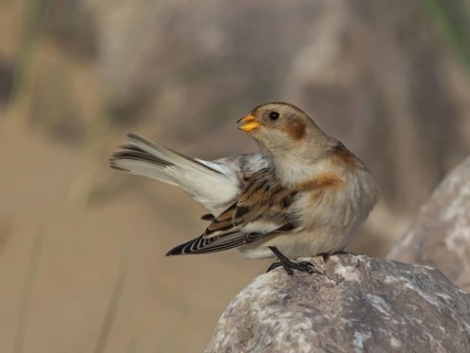 Snow Bunting (Plectrophenax nivalis), Wales, United Kingdom