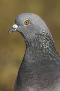 Rock Dove (Columba livia), British Columbia, Canada