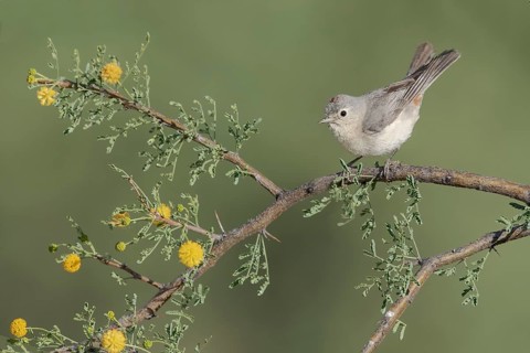 Lucy's Warbler (Leiothlypis luciae) perched on a flowering branch, Arizona, USA