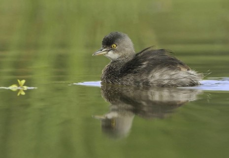 Least Grebe (Tachybaptus dominicus), Texas, USA