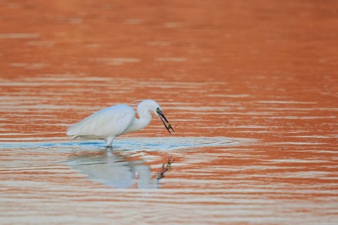 Little Egret (Egretta garzetta) foraging, Lesvos, Greece