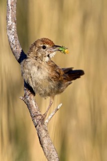 Spinifexbird (Megalurus carteri) with insect prey, Western Australia, Australia