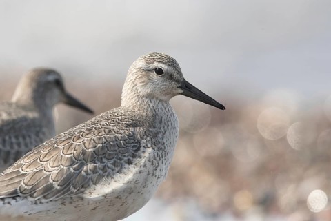 Red Knot (Calidris canutus), Mecklenburg-Western Pomerania, Germany
