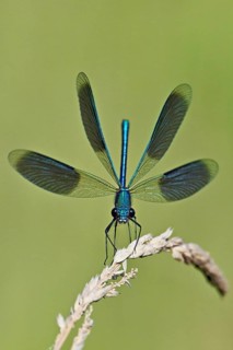 Banded demoiselle (Calopteryx splendens), male approaching a blade of grass, Switzerland