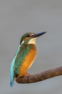 Kingfisher, (Alcedo atthis), animals, birds, kingfisher family, perch, biotope, habitat, Gome