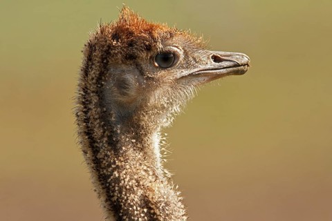 Common Ostrich (Struthio camelus) juvenile, Rhineland-Palatinate, Germany