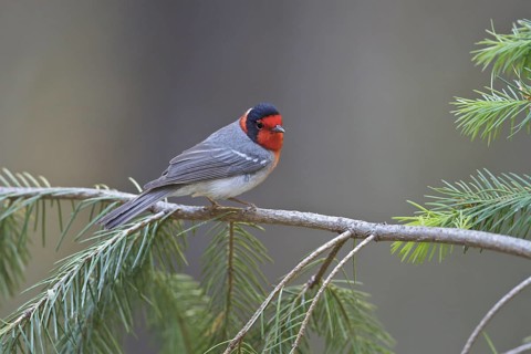 Red-faced Warbler (Cardellina rubrifrons) perched on a branch in southern Arizona, USA