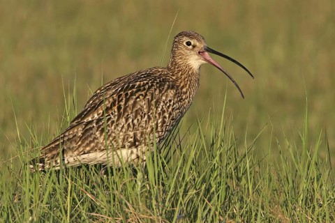 Eurasian Curlew (Numenius arquata), Germany