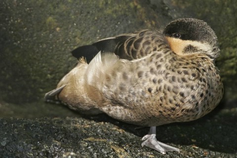 Hottentot Teal (Spatula hottentota), California, USA