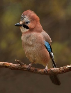 Eurasian Jay (Garrulus glandarius), Utrecht, Netherlands