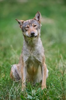 Timber Wolf (Canis lupus), adult, captive, Germany