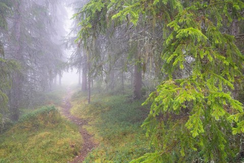 Path in foggy spruce forest, Alvdal, Hedmark, Innlandet, Norway, November 2025