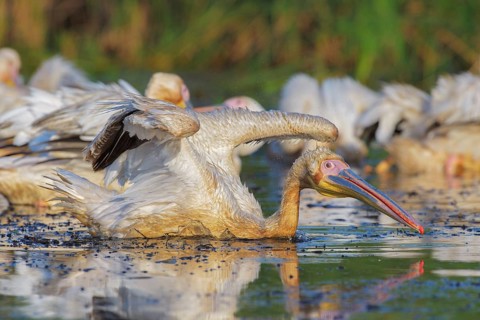 Great White Pelican (Pelecanus onocrotalus) group, Danube-Delta, Romania