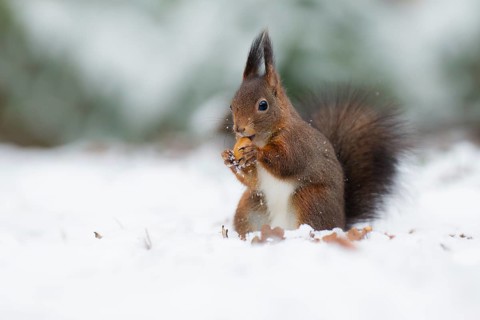 Eurasian Red Squirrel (Sciurus vulgaris) nibbling on hazelnut, Netherlands