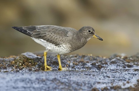 Surfbird (Calidris virgata), British Columbia, Canada