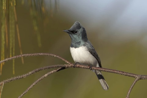Leaden Flycatcher (Myiagra rubecula) male, Queensland, Australia