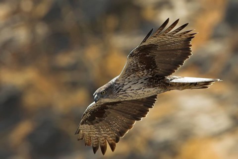 Bonelli's Eagle (Aquila fasciata), Oman