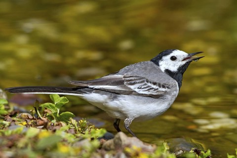 White Wagtail (Motacilla alba) drinking, Mecklenburg-Western Pomerania, Germany