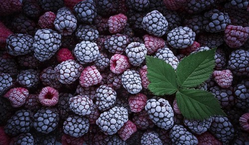A close-up view features an array of frozen raspberries and blackberries, showcasing their unique