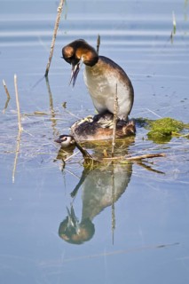 Great Crested Grebe (Podiceps cristatus), pair mating over nest plataform on lagoon, Galicia, Spain