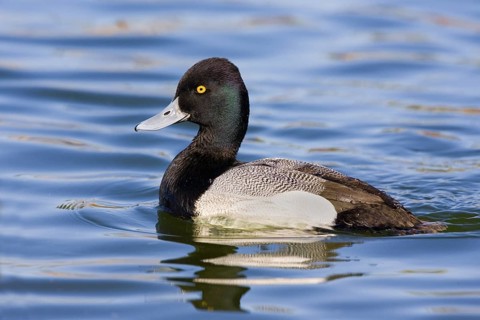 Lesser Scaup Aythya affinis Tucson, Pima County, Arizona, United States 21 February Adult Male