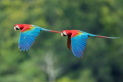 Red-and-green Macaw (Ara chloropterus) flying, Bolivia