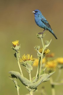 Indigo Bunting (Passerina cyanea) male, Ohio, USA