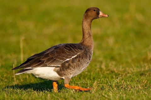 Greater White-fronted Goose (Anser albifrons) juvenile, North Rhine-Westphalia, Germany
